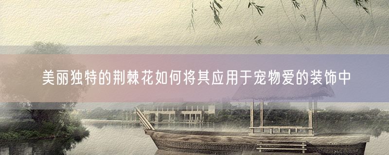 美丽独特的荆棘花如何将其应用于宠物爱的装饰中